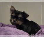 Puppy Joker Yorkshire Terrier
