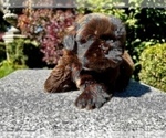 Puppy 1 Shih Tzu