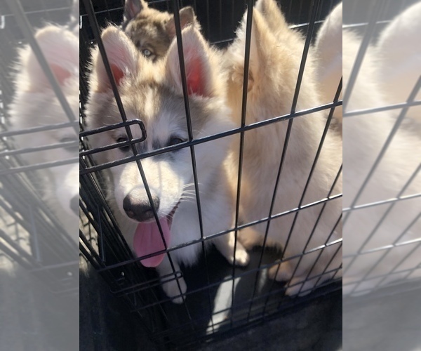 Medium Photo #25 Wolf Hybrid Puppy For Sale in FILLMORE, LA, USA