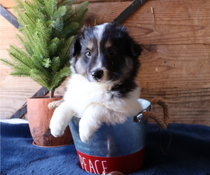 Border Collie-Pembroke Sheltie Mix Puppy for sale in HONEY BROOK, PA, USA