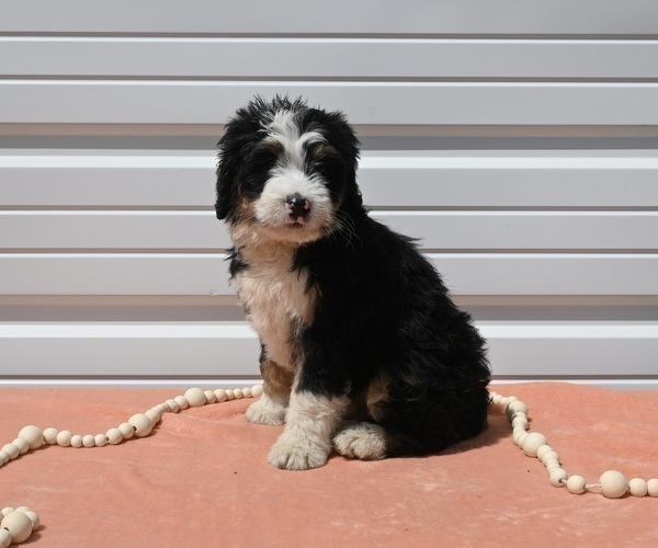 Medium Photo #2 Bernedoodle (Miniature) Puppy For Sale in MILLERSBURG, OH, USA