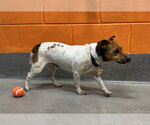 Small #3 Jack Russell Terrier Mix