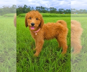 Goldendoodle Puppy for sale in JOHNS CREEK, GA, USA