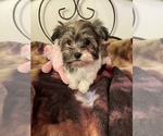 Small #2 Havanese