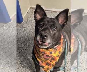 Lady - Female Mutt Dog for Adoption - Photo #2