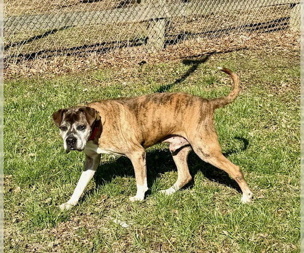 Medium Photo #2 Boxer Puppy For Sale in Burnsville, MN, USA