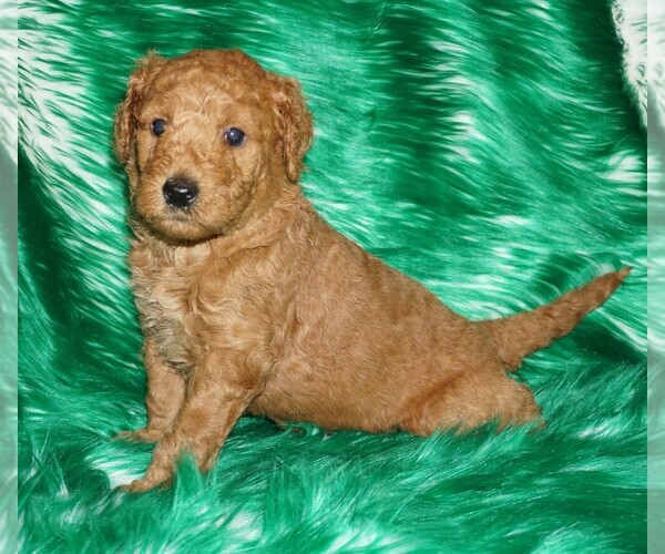 Medium Photo #1 Miniature Labradoodle Puppy For Sale in LA HABRA, CA, USA