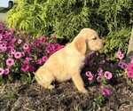 Small #4 Golden Retriever