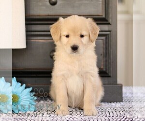Golden Retriever Puppy for sale in BIRD IN HAND, PA, USA
