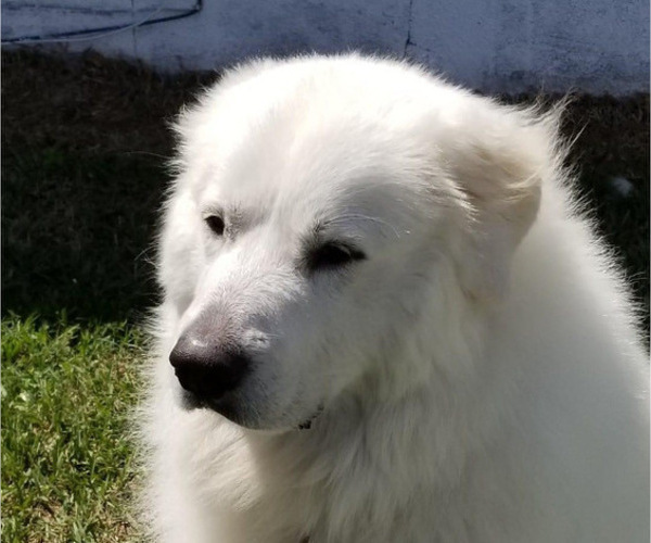 Medium Photo #1 Great Pyrenees Puppy For Sale in PALM BAY, FL, USA