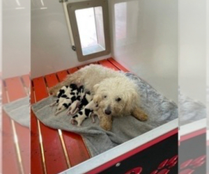 Mother of the Yo-Chon puppies born on 06/18/2026