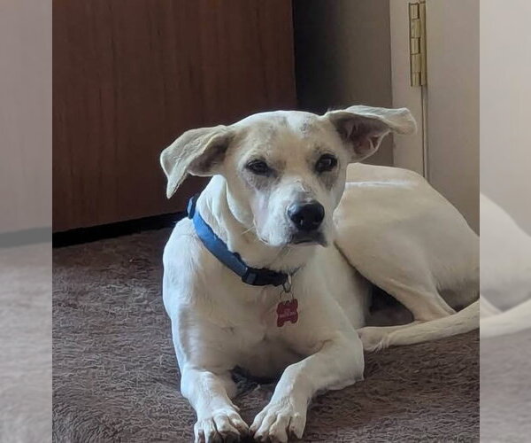Medium Photo #2 Mutt Puppy For Sale in Fort Collins, CO, USA