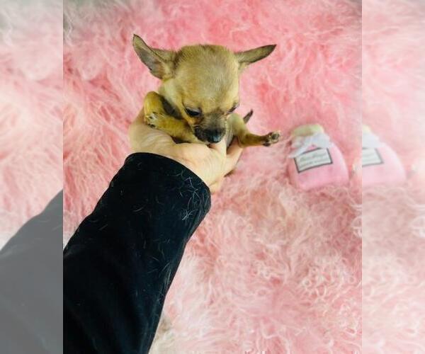 Medium Photo #7 Chihuahua Puppy For Sale in MIAMI, FL, USA
