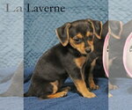 Small #4 Chiweenie