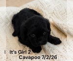 Small #3 Cavapoo (Miniature)