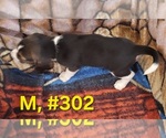 Litter of 7 - Male(s) and Female(s) Bagle HoundLitter of Puppies for Sale - Photo #9