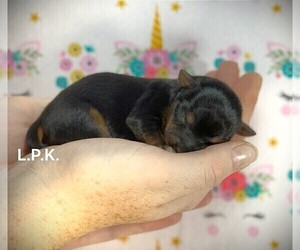 Yorkshire Terrier Puppy for sale in WINNSBORO, LA, USA