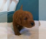 Small Photo #2 Labradoodle Puppy For Sale in ANACONDA, MT, USA