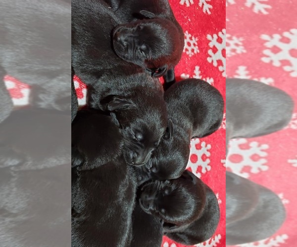 Medium Photo #2 Labrador Retriever Puppy For Sale in OLYMPIA, WA, USA