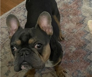 Father of the French Bulldog puppies born on 08/22/2025