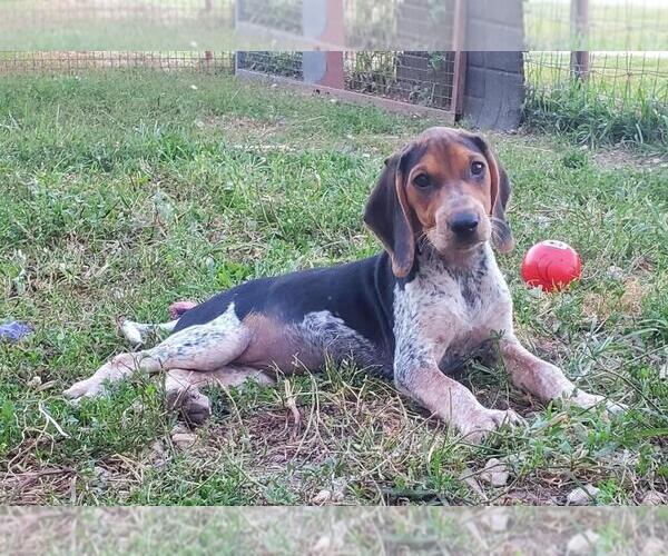 Medium Photo #1 Bluetick Coonhound Puppy For Sale in MACON, MO, USA