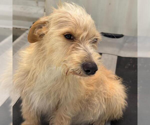 Medium Photo #2 Poodle (Miniature)-Unknown Mix Puppy For Sale in San Diego, CA, USA
