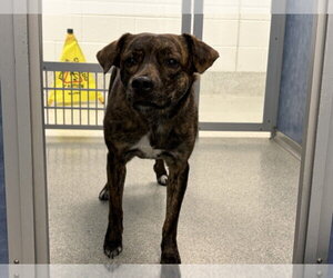 Shepradors Dogs for adoption in Fort Collins, CO, USA