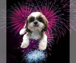 Small Photo #15 Shih Tzu Puppy For Sale in CLEARWATER, FL, USA