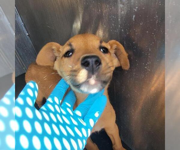 Medium Photo #1 Mutt Puppy For Sale in San Antonio, TX, USA