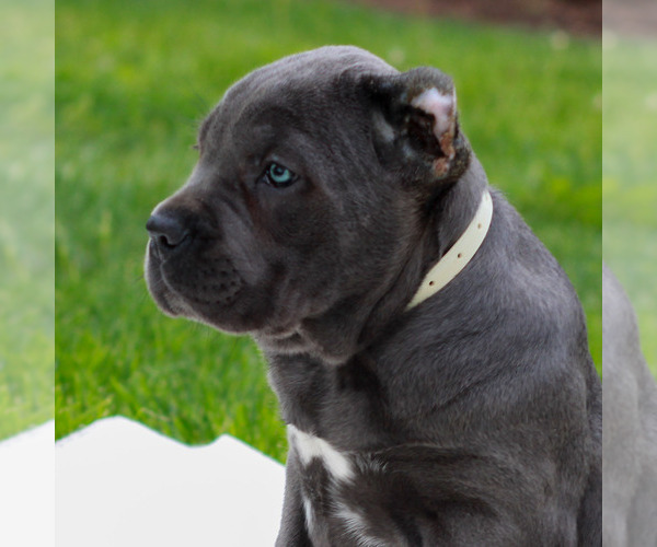Medium Photo #2 Cane Corso Puppy For Sale in MOUNT JOY, PA, USA