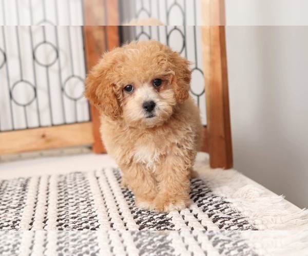 View Ad Poochon Puppy for Sale near Florida, NAPLES, USA. ADN267851