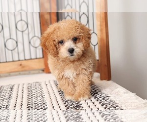 Poochon Puppy for sale in NAPLES, FL, USA