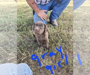 Labrador Retriever Puppy for sale in COLCORD, OK, USA