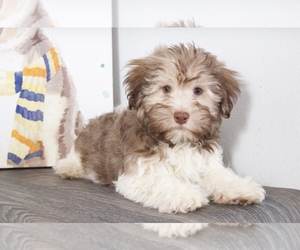 Havanese Puppy for sale in RED LION, PA, USA