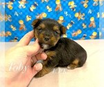 Image preview for Ad Listing. Nickname: Tiny Toby