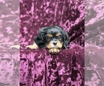 Small #6 Cavalier King Charles Spaniel