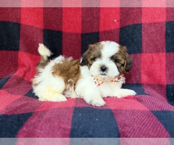 Medium Photo #8 Shih-Poo Puppy For Sale in LAKELAND, FL, USA