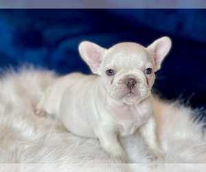 French Bulldog Puppy for sale in MIAMI, FL, USA