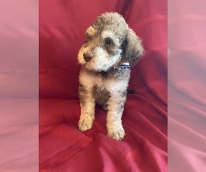 Goldendoodle Puppy for sale in BONO, AR, USA