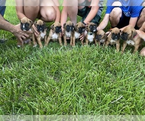 Boxer Puppy for sale in WHITEWATER, KS, USA