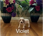 Puppy Violet Beagle