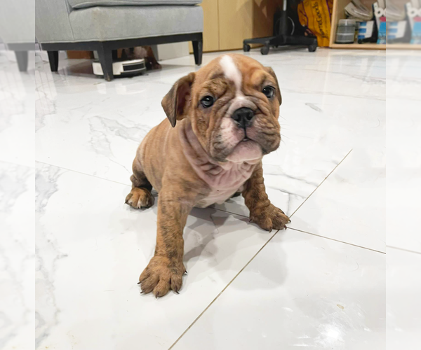 Medium Photo #3 English Bulldog Puppy For Sale in HOLLYWOOD, FL, USA