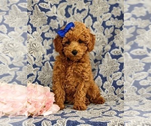 Poodle (Miniature) Puppy for sale in OXFORD, PA, USA