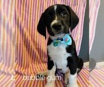 Puppy 4 German Shorthaired Lab
