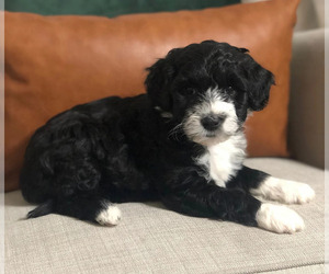 Portuguese Water Dog Puppy for sale in CAMAS, WA, USA