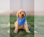 Small Photo #8 Goldendoodle Puppy For Sale in COLORADO SPRINGS, CO, USA