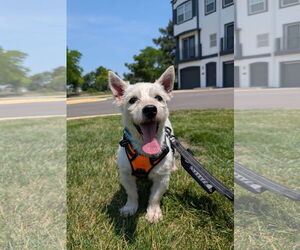 Mutt Dogs for adoption in Wheaton, IL, USA