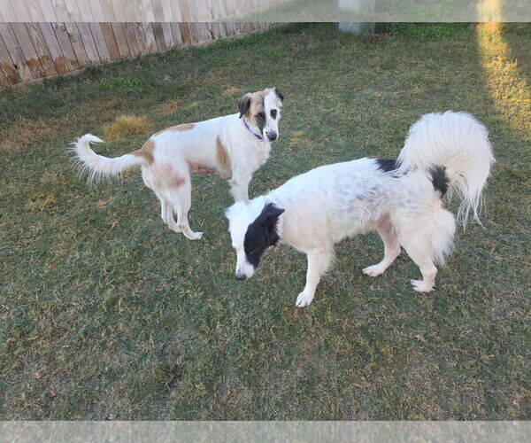 Medium Photo #12 Aussie Pyrenees Puppy For Sale in Houston, TX, USA