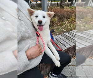 Mutt Dogs for adoption in Agoura Hills, CA, USA