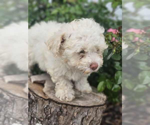 Medium Photo #1 Aussie-Poo-Aussiedoodle Mix Puppy For Sale in TAYLOR, TX, USA